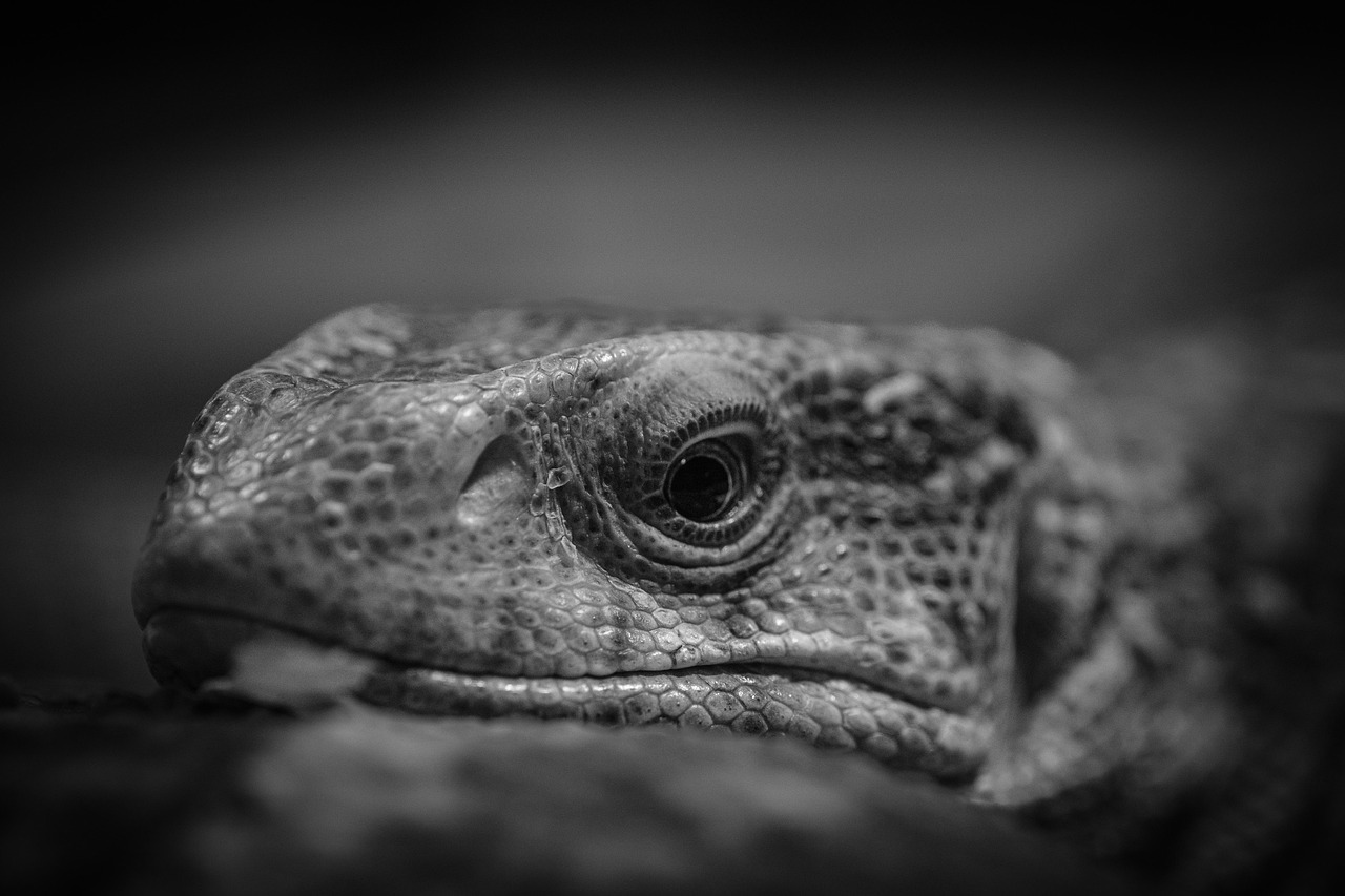 Lizard - free online jigsaw puzzle photo