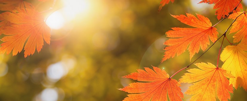Free Background Leaves photo and picture