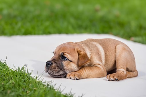 Free Dog Wallpaper Hd photo and picture