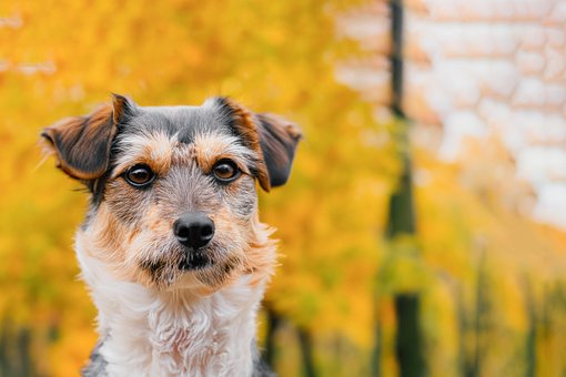 Free Dog Pet photo and picture