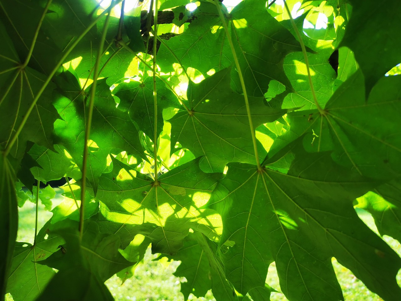 Sirop d'érable dans un contenant feuille d'érable - Produits la Martine