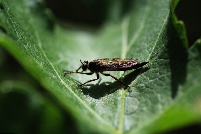Bug, Insekt, Blad, Skov, Entomologi, Dyr