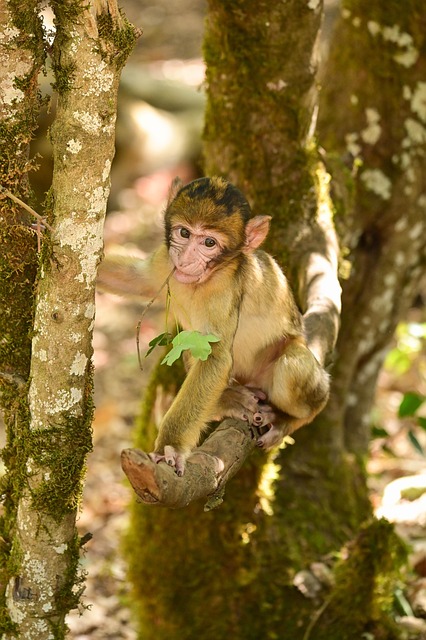 Free Animal Mammal photo and picture