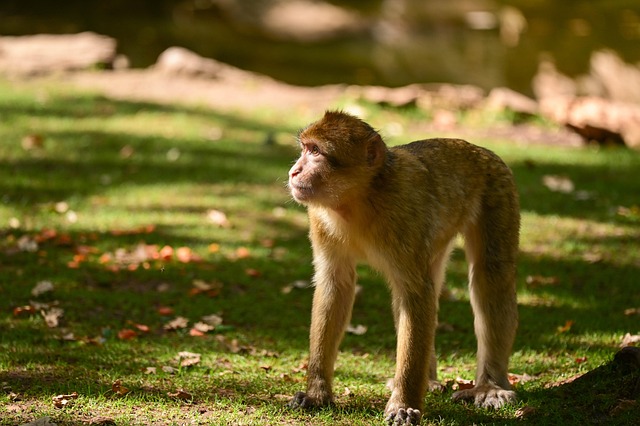 Free Monkey Mammal photo and picture