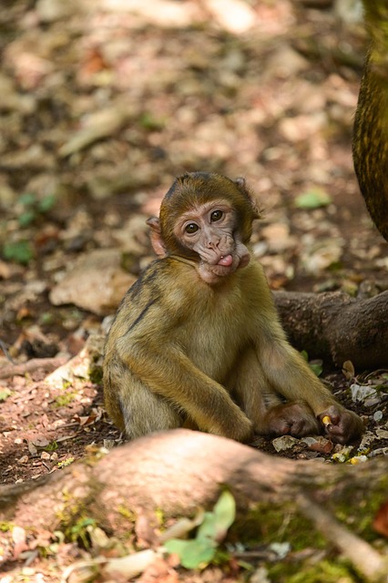 Free Monkey Nature photo and picture