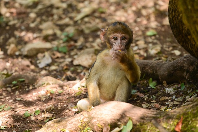 Free Monkey Nature photo and picture