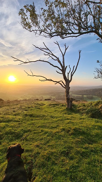 Free Sunrise Sussex photo and picture