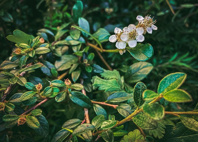 Plante, Natur, Blomster, Grøn, Flora