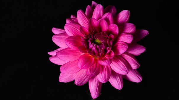 Blume, Dahlie, Natur, Blüte, Flora