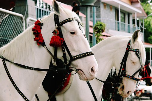 Free Horse Equine photo and picture