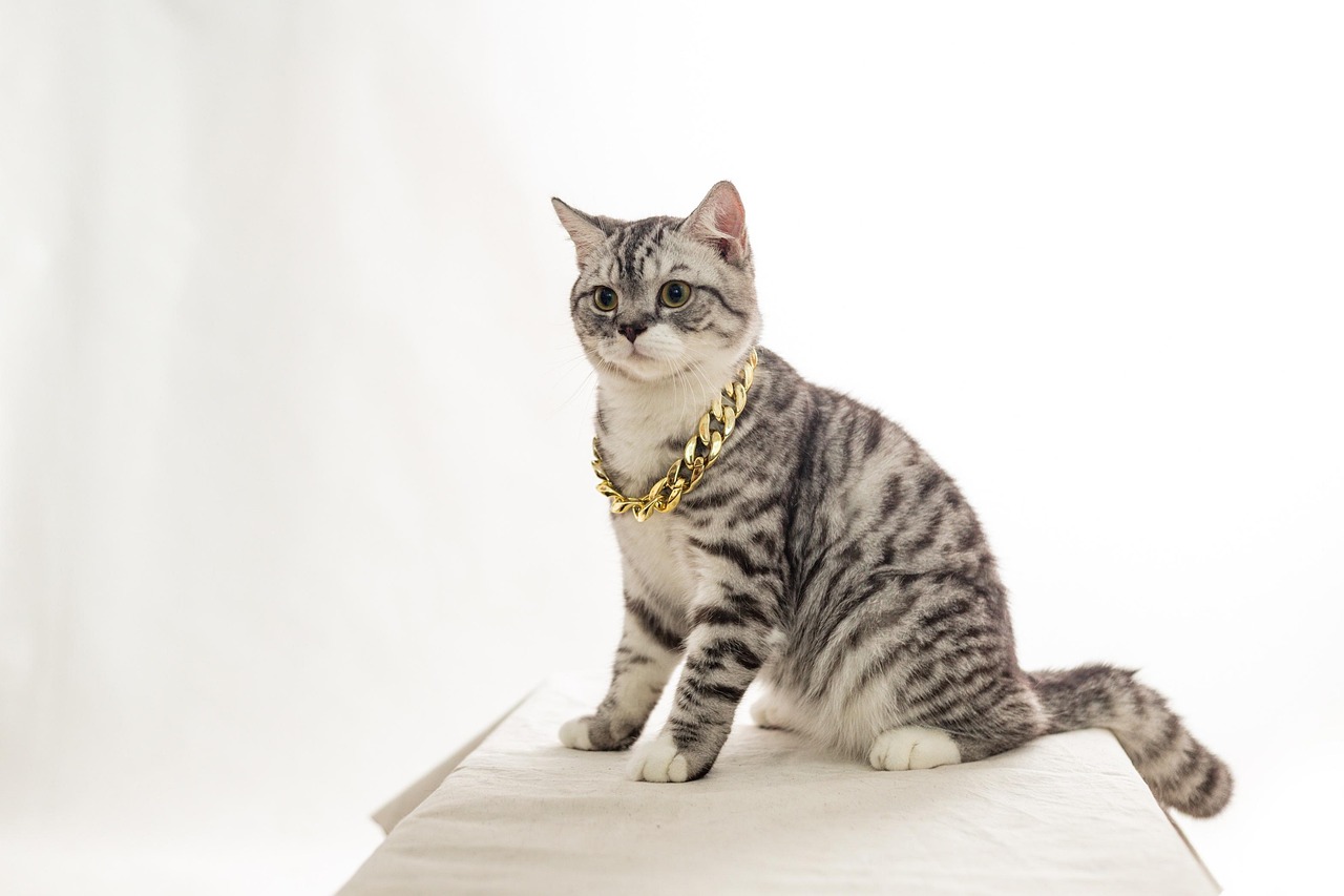 Cat Chain Pet Free photo on Pixabay Pixabay
