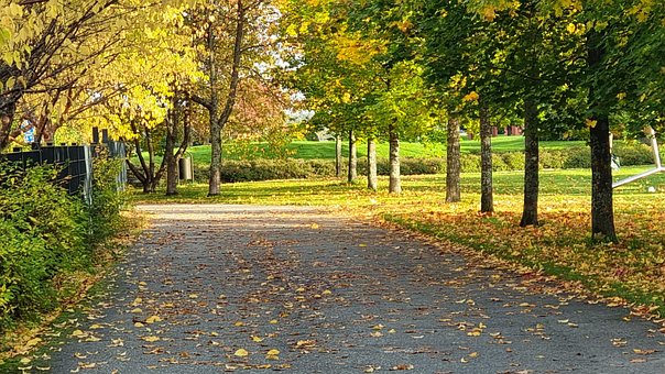 Herbst, Natur, Straße, Blatt, Bäume