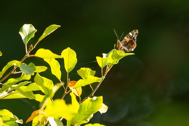 Borboleta, Inseto, Natureza, Animal
