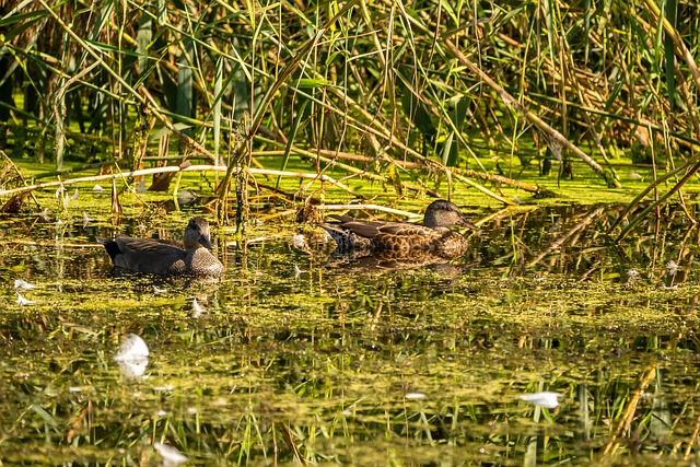 Pato, Pássaro, Nadar, Natureza, Agua