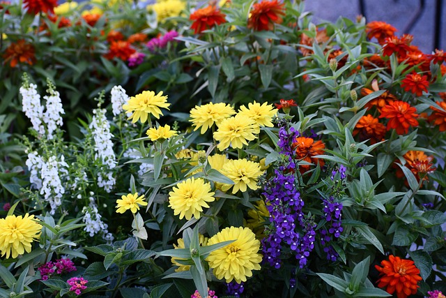Cair, Autum, Natureza, Flores, Colorido