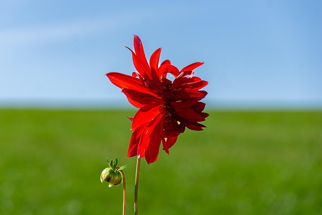 Free Dahlia Flower photo and picture
