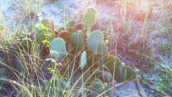 Free Cactus Sand photo and picture