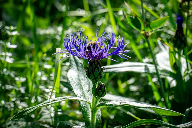 Free Flower Violet Flower photo and picture