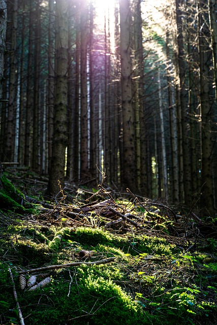 Skov, Baggrundsbelysning, Mørk, Mos