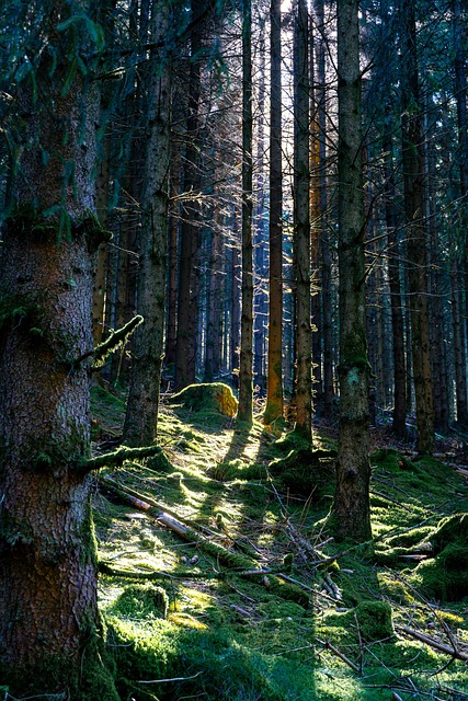 Skov, Baggrundsbelysning, Bjerge, Mos