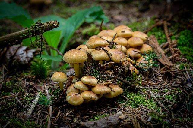 Free Mushrooms Forest photo and picture