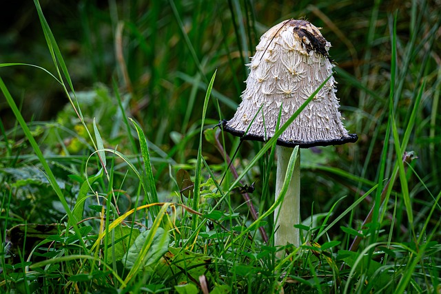 Free Mushroom Forest photo and picture