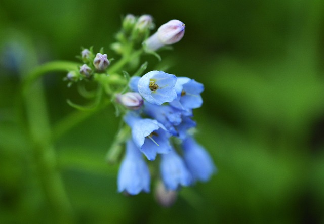 Free Bluebells Wildflower photo and picture