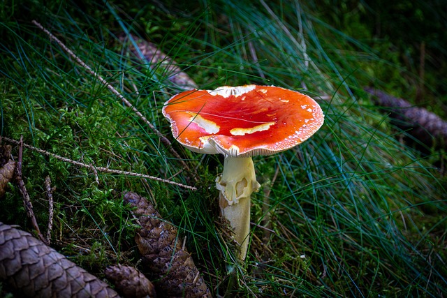 Free Mushroom Forest photo and picture