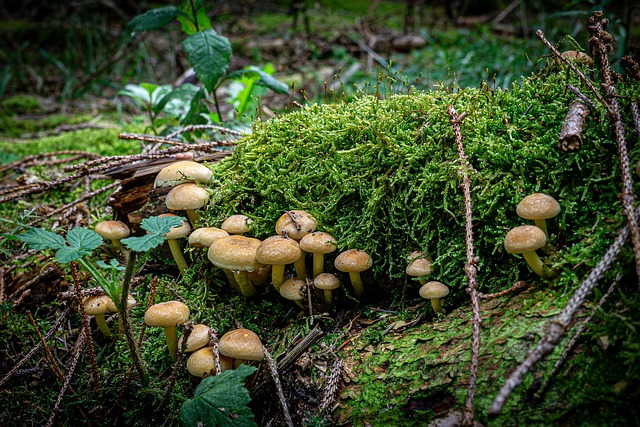 Free Mushrooms Fungi photo and picture