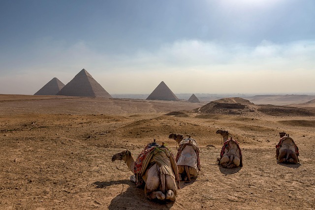 Ägypten, Pyramiden, Kamele, Gizeh