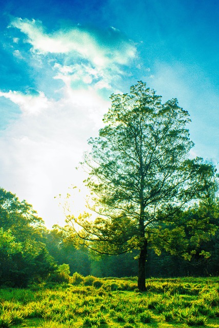 Free Tree Flower photo and picture