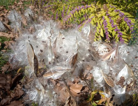 Asclepias Syriaca, Milkweed, Bestøvere