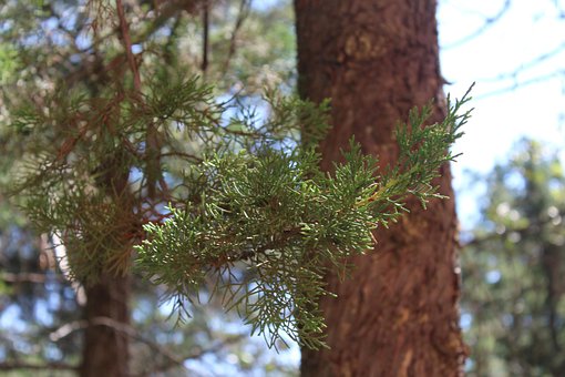 Natureza, Árvore, Arbol, Luz, Pinho