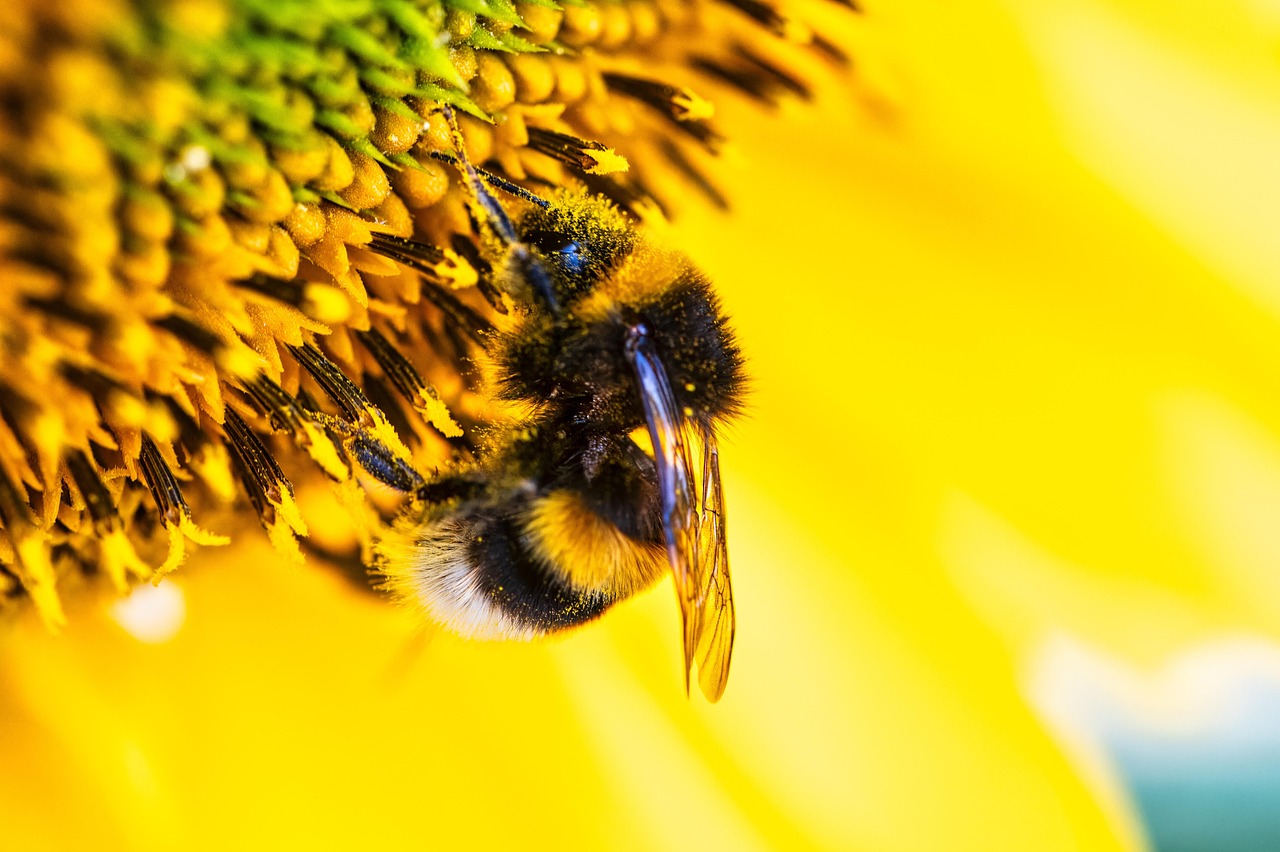 Bee Honey Insect - Free photo on Pixabay