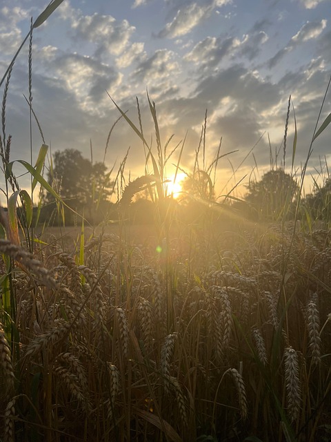 Free Eve Evening Sun photo and picture