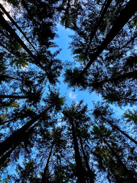 Free Forest Trees photo and picture