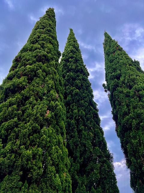 Free Trees Heaven photo and picture