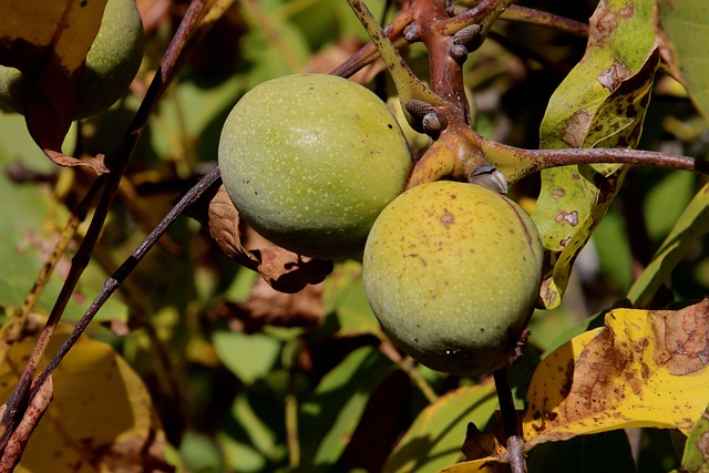 Free Walnut Nut photo and picture