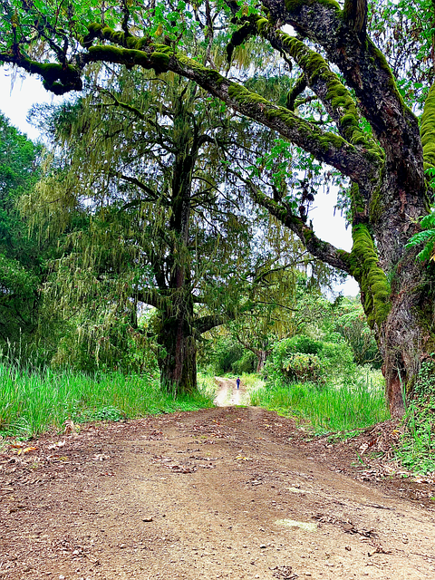 Free Nature Path photo and picture