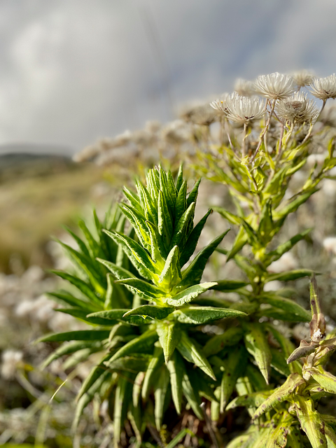 Free Plans Nature photo and picture