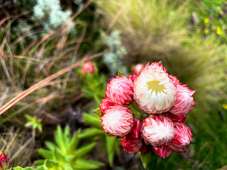 Free Flowers Red Flowers photo and picture