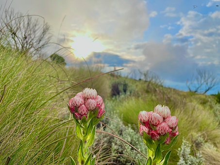 Free Sunset Flowers photo and picture