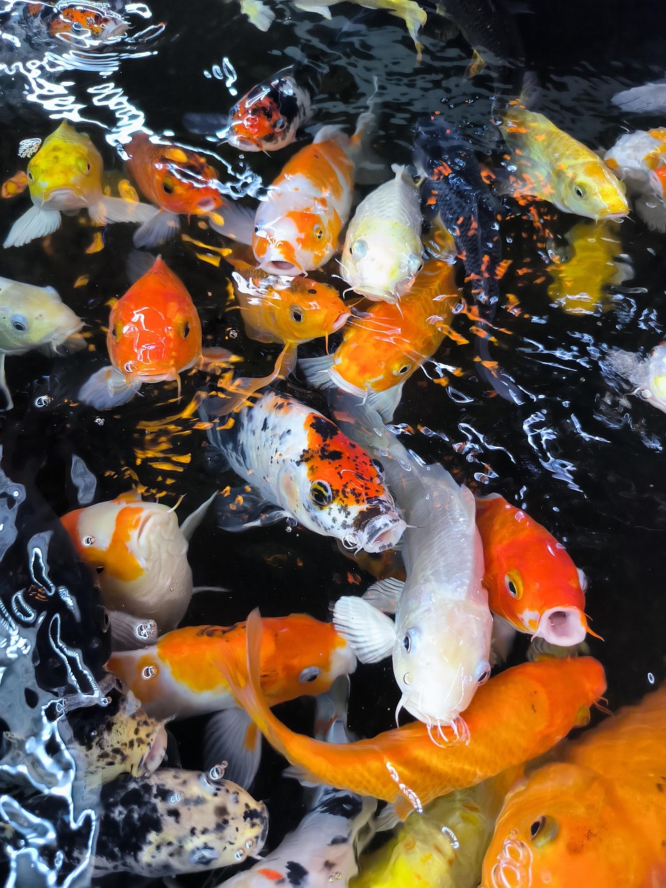 koi-fish-aquarium-free-photo-on-pixabay-pixabay