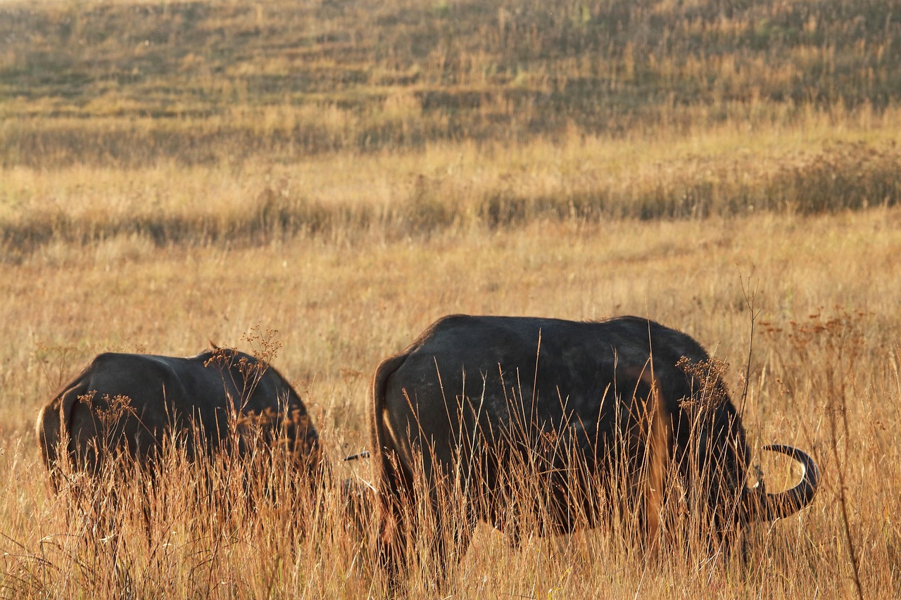 Buffalo - free online jigsaw puzzle photo