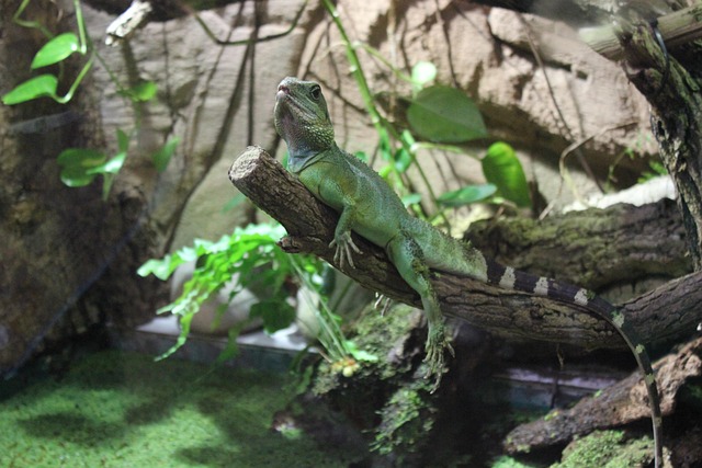 Chameleon, Verde, Rama, Despertar
