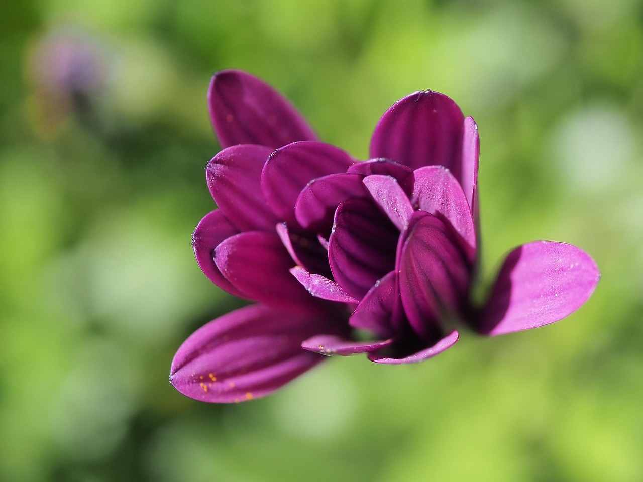 Purple Flower Plant - Free photo on Pixabay - Pixabay