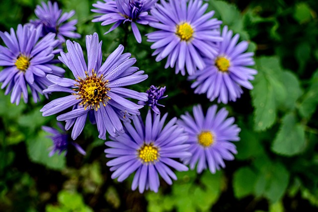 Asters Purple Flowers - Free photo on Pixabay - Pixabay