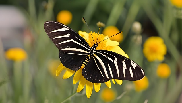 Ai Generat, Zebra Longwing, Fluture