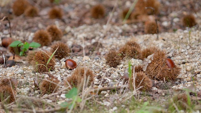Free Chestnut Woods photo and picture
