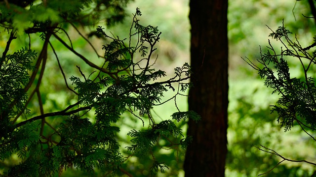 Free Woods Natural photo and picture